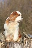 CAVALIER KING CHARLES 355
